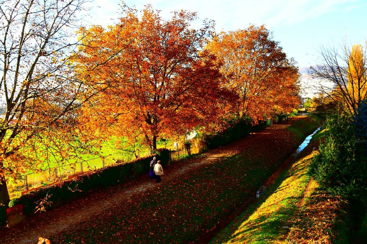 People walking on footpath amidst autumn trees in park