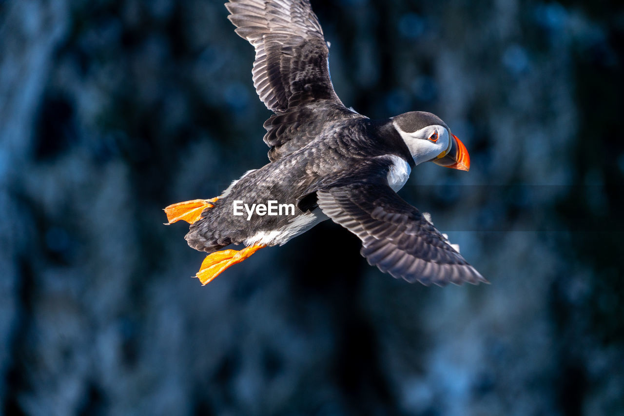 bird, animal themes, animal, animal wildlife, flying, wildlife, bird of prey, spread wings, beak, one animal, animal body part, nature, eagle, mid-air, animal wing, falcon, no people, wing, motion, outdoors, puffin, beauty in nature