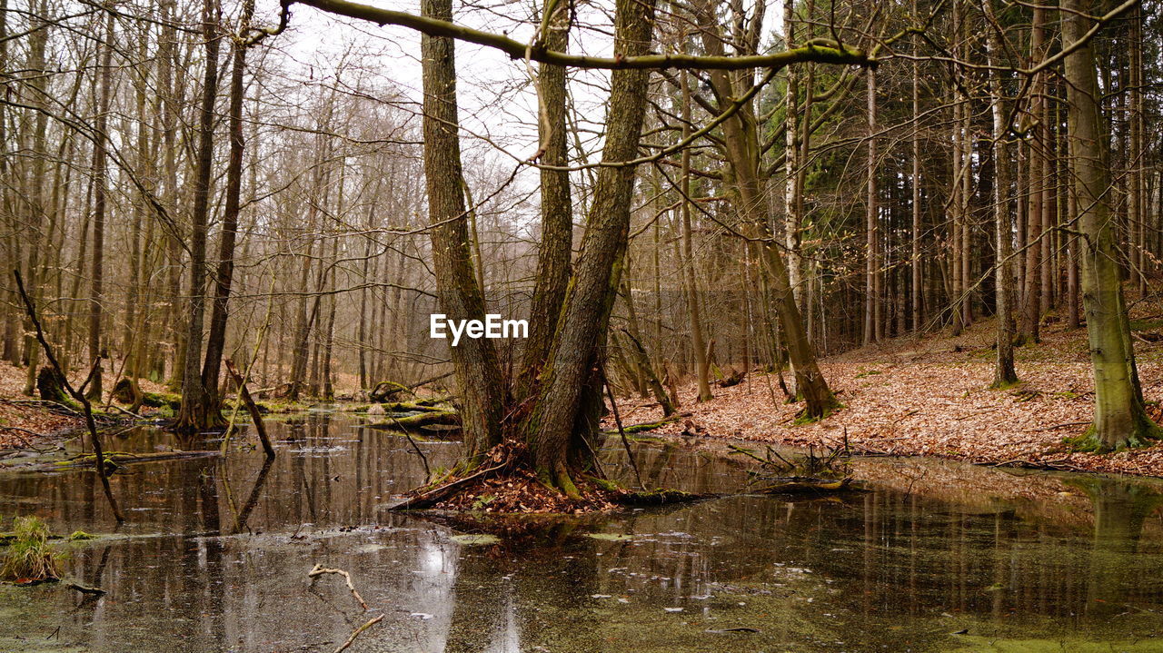 Scenic view of lake in forest