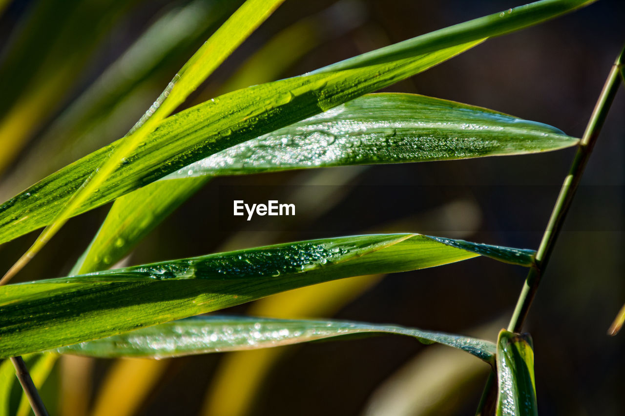 Close-up of raindrops on leaves