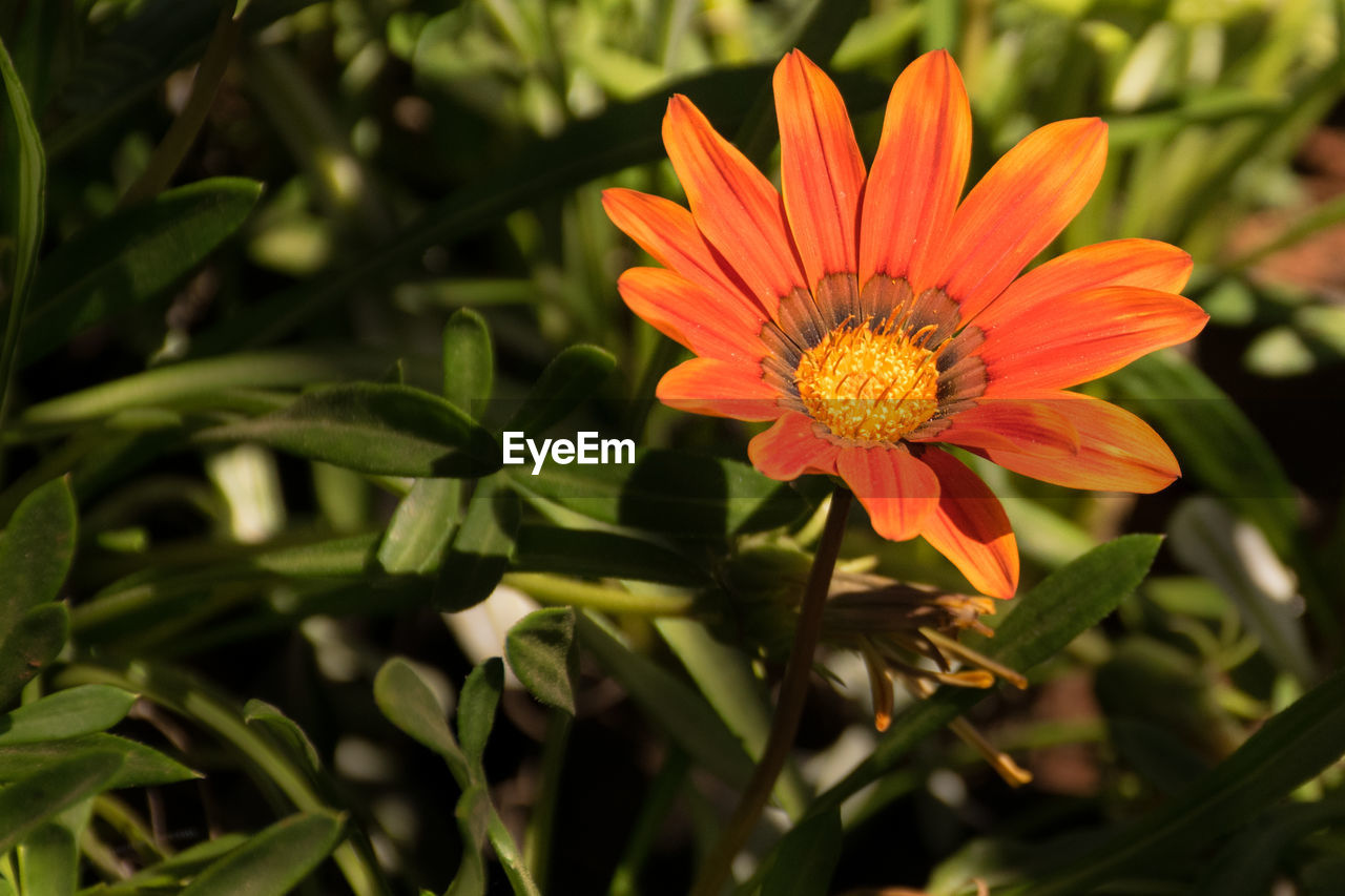 CLOSE-UP OF ORANGE FLOWER AND PLANTS