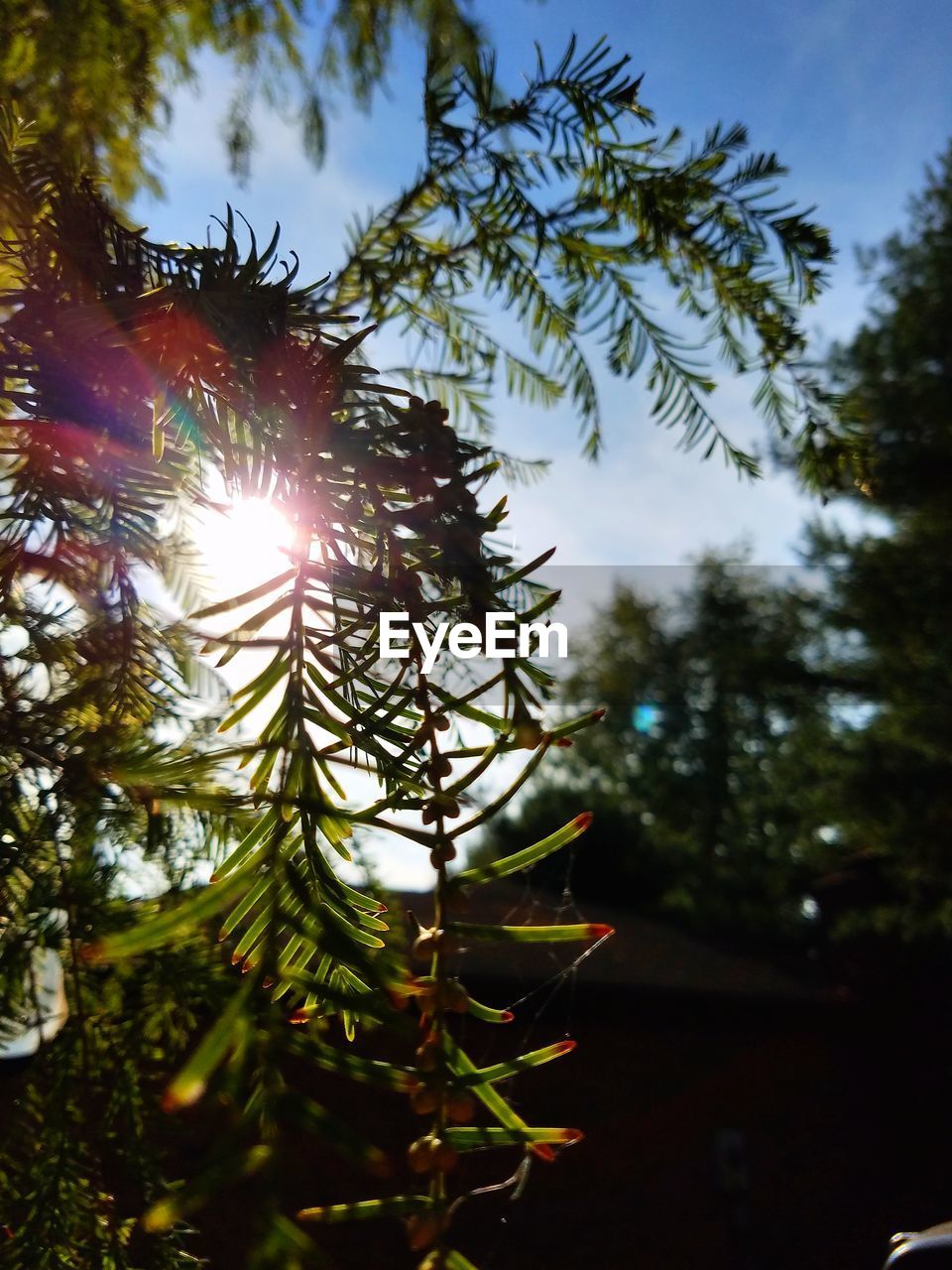 LOW ANGLE VIEW OF TREE DURING SUNSET