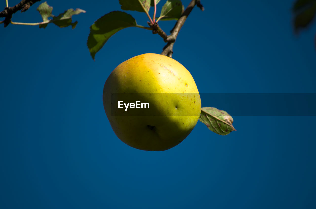 LOW ANGLE VIEW OF FRUITS AGAINST BLUE SKY