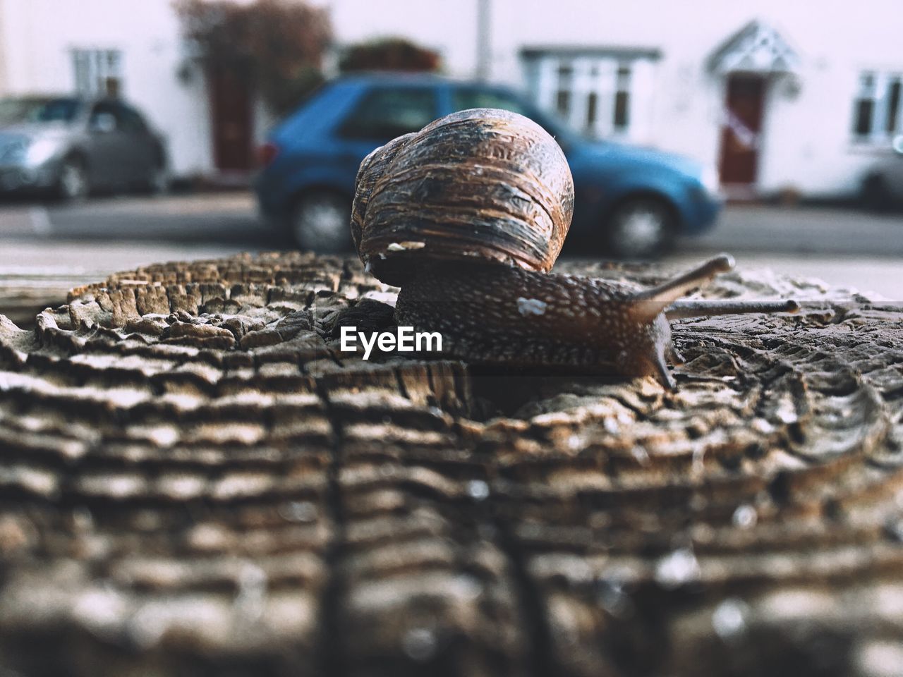 Close-up of snail on tree stump