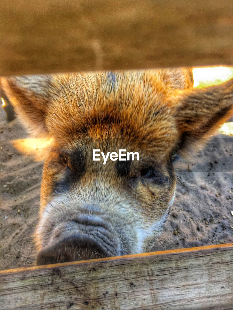 CLOSE-UP OF BROWN DOG ON WOODEN SURFACE