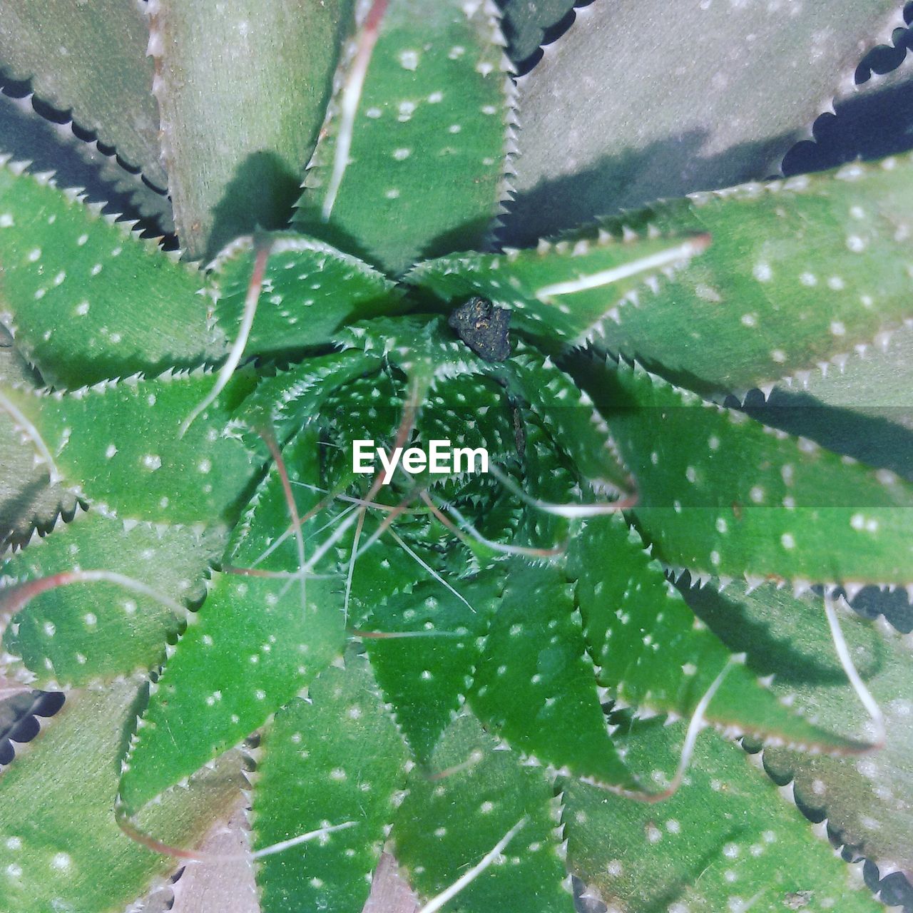 CLOSE-UP OF SUCCULENT PLANTS