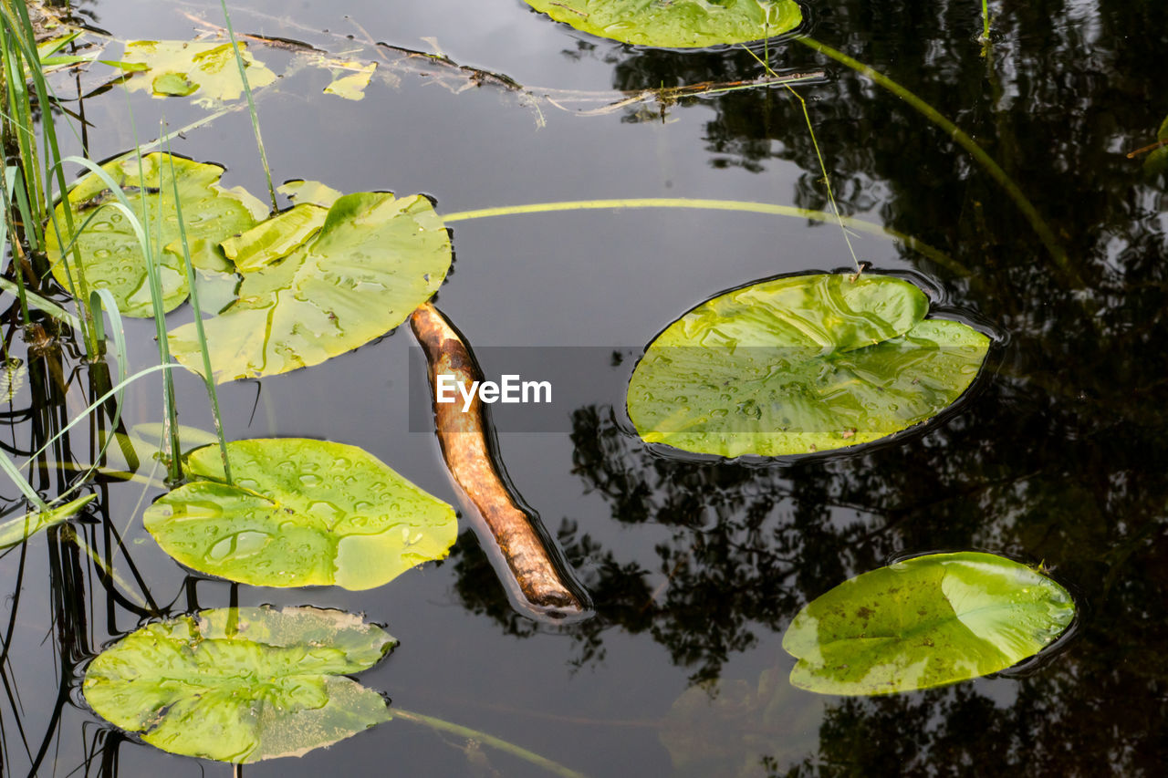 HIGH ANGLE VIEW OF LEAVES FLOATING IN LAKE