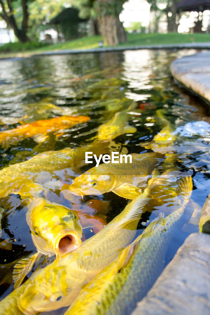 CLOSE-UP OF FISH SWIMMING IN WATER