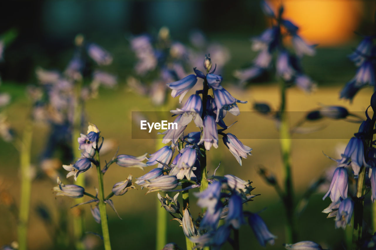 Close-up of purple flowering plants on field