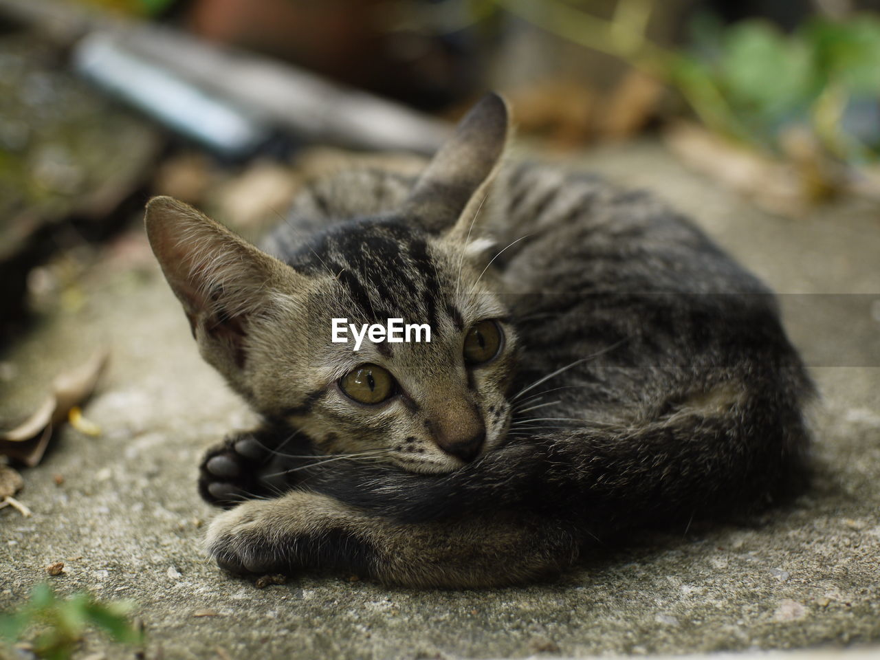 PORTRAIT OF A CAT