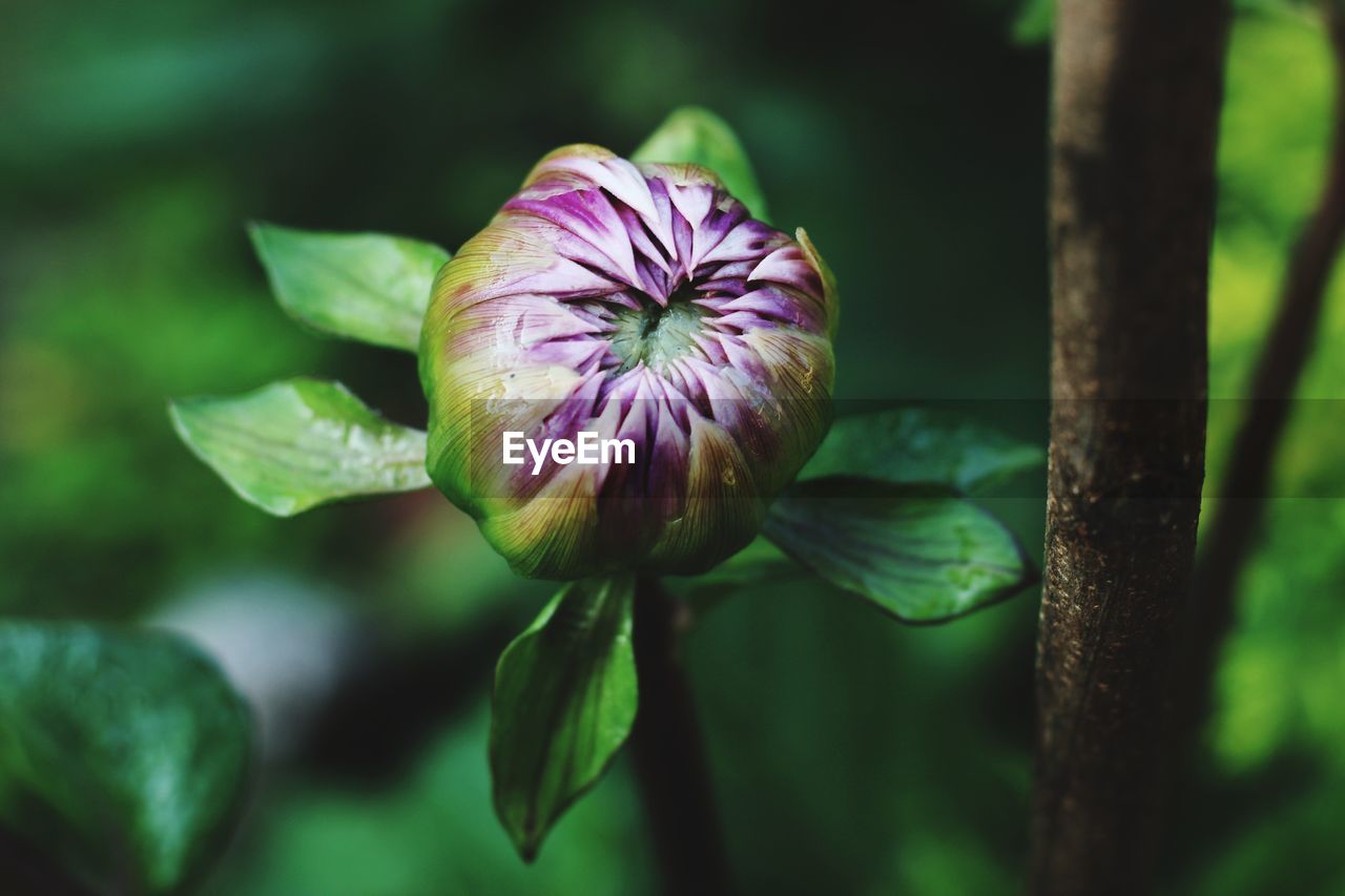 Close-up of purple flowering plant