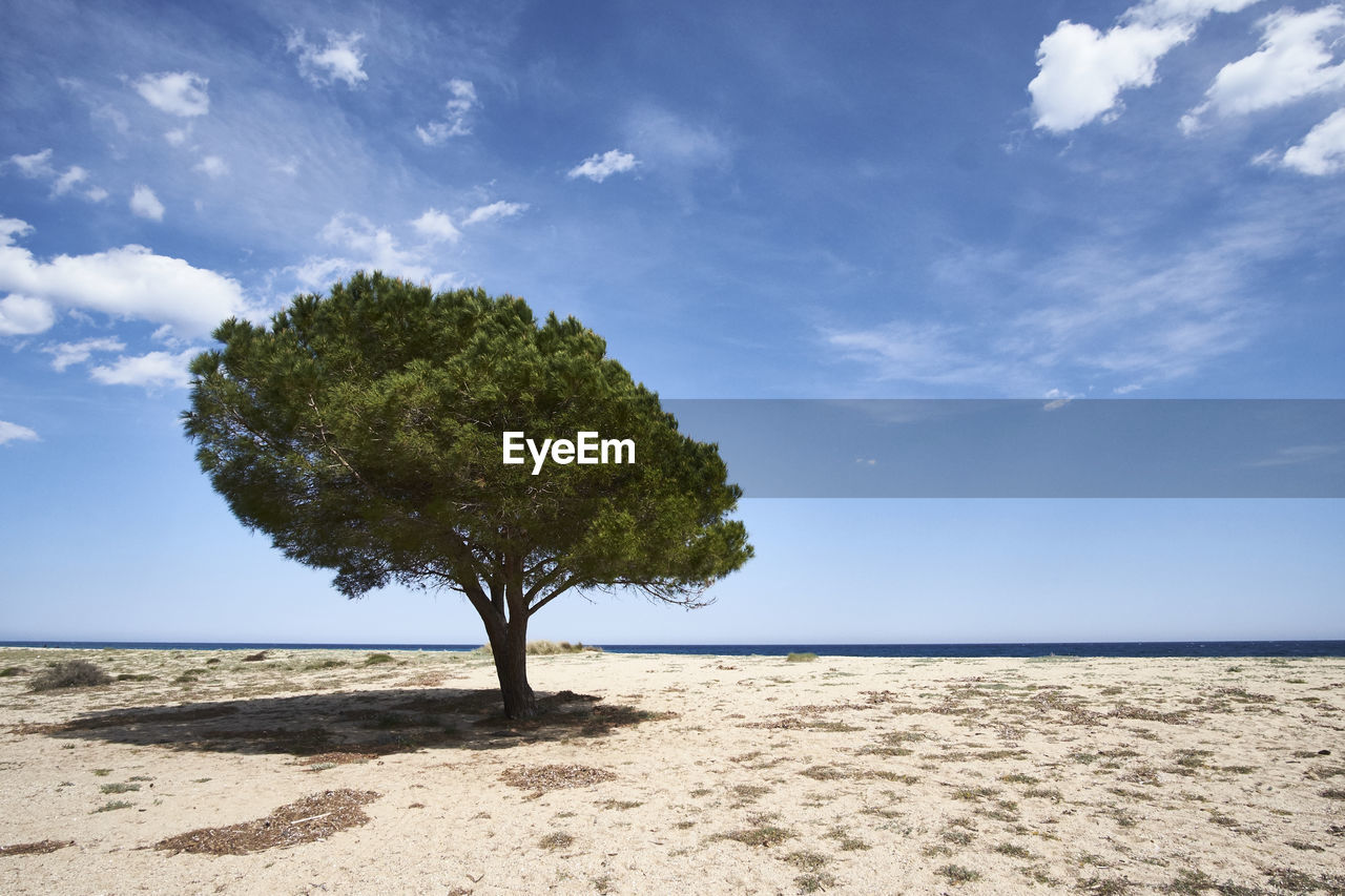 Trees on beach against blue sky