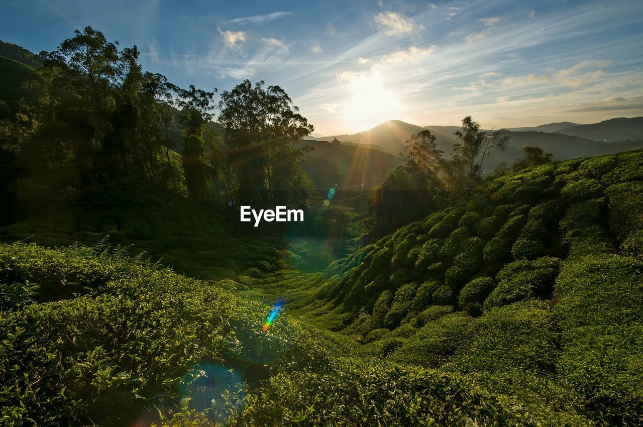 PANORAMIC VIEW OF TREES AND PLANTS AGAINST SKY