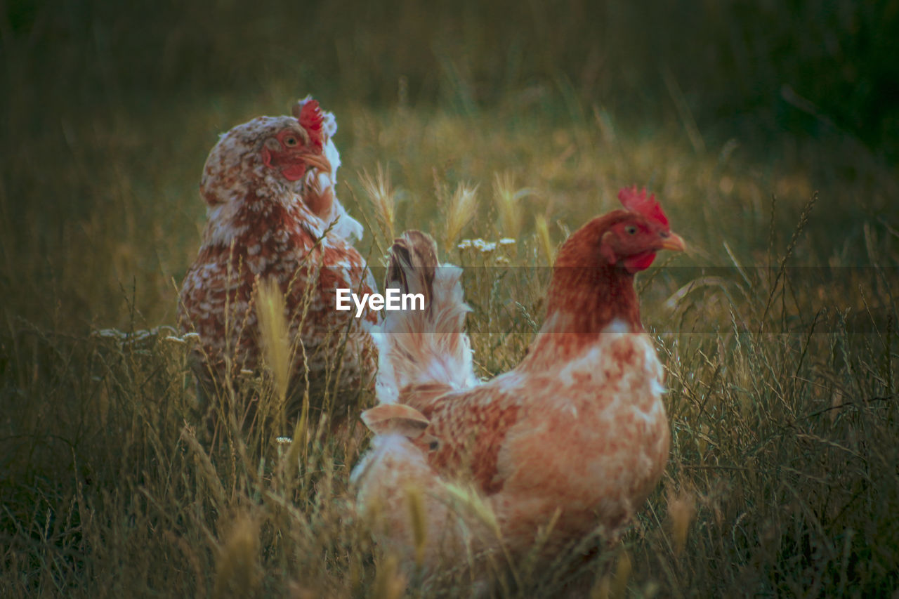 VIEW OF BIRDS IN FIELD