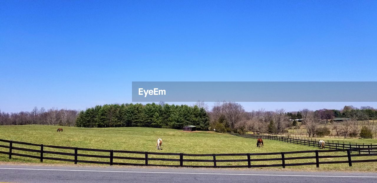 Scenic view of field against clear blue sky