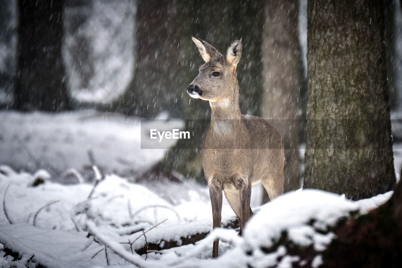 DEER STANDING ON SNOW COVERED FIELD