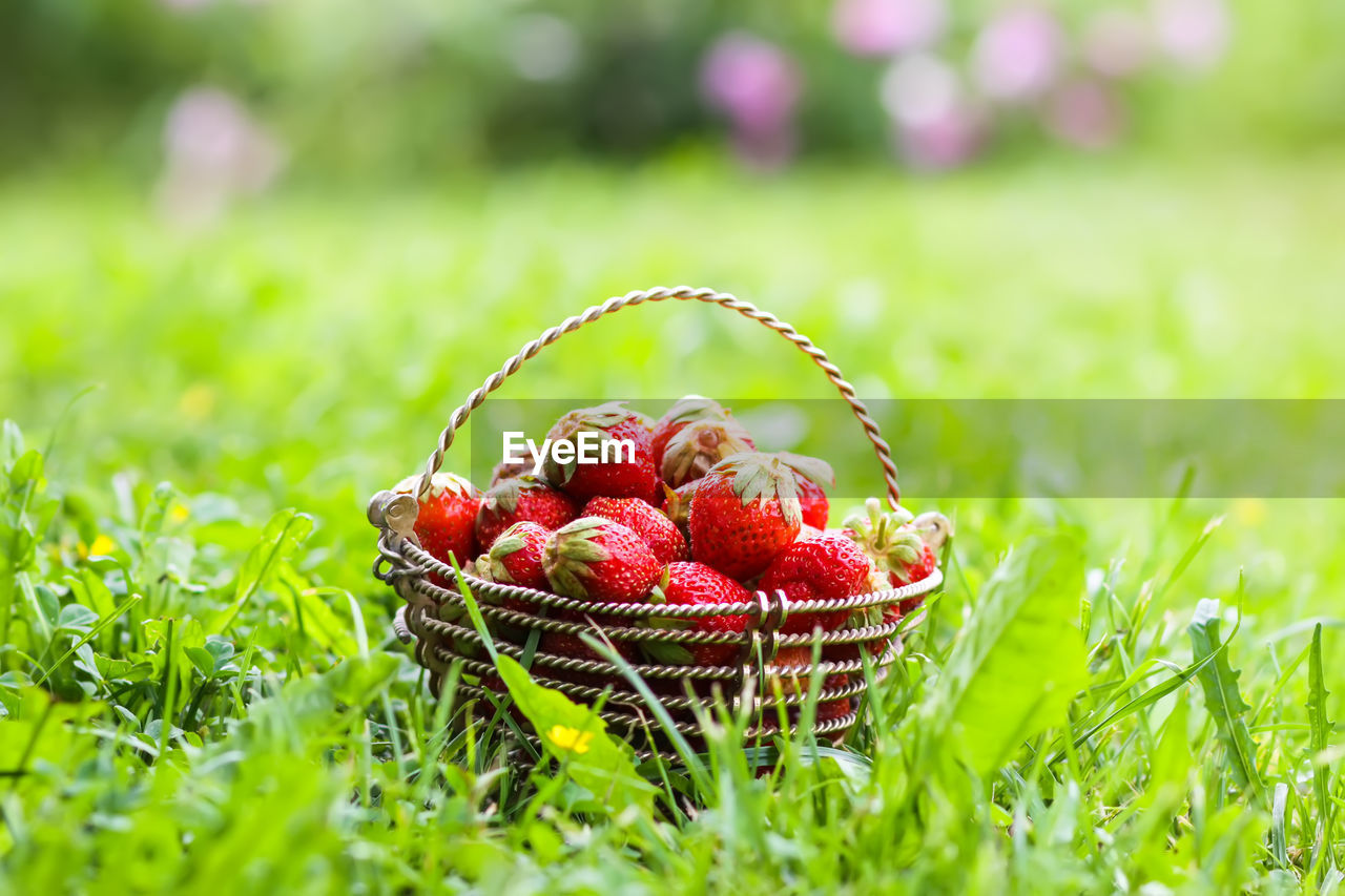 close-up of strawberries in wicker basket