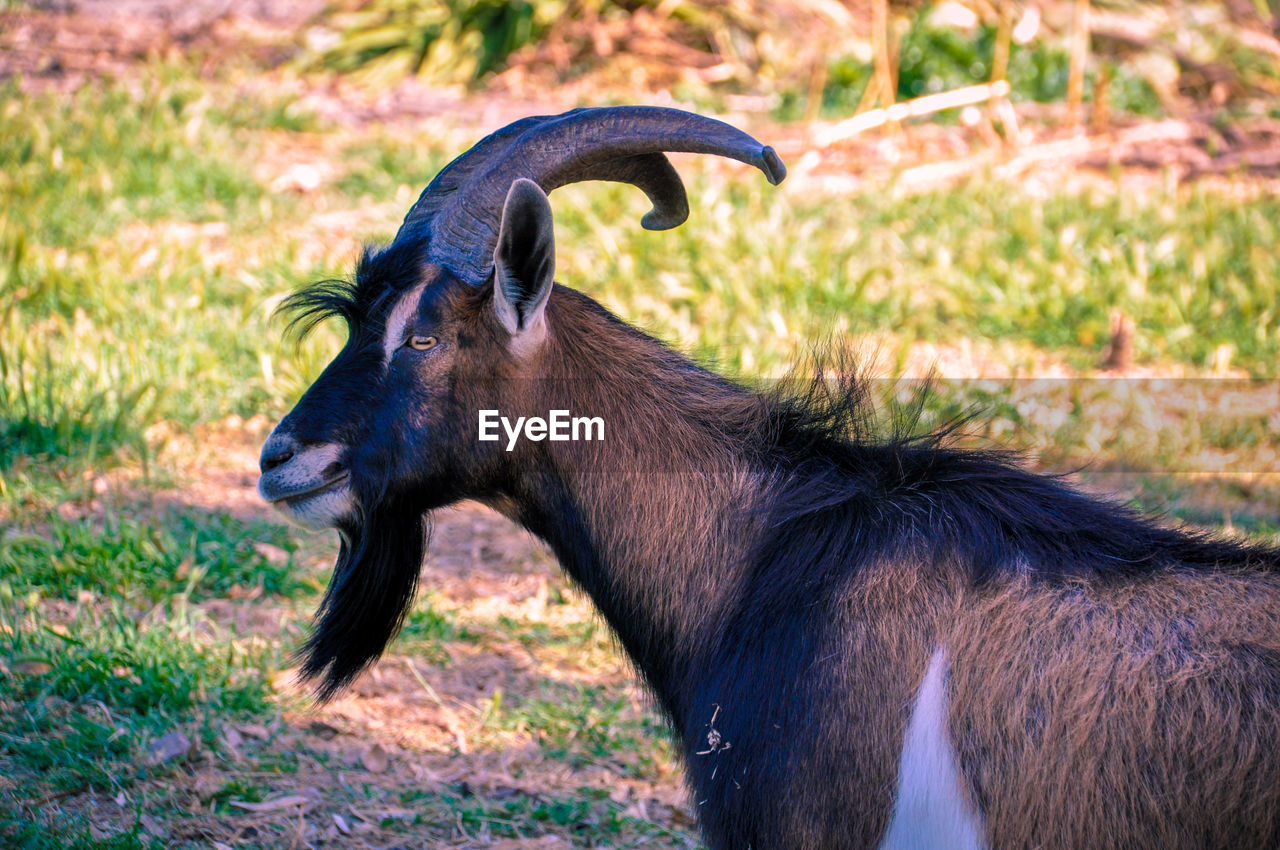 Side view of goat on land
