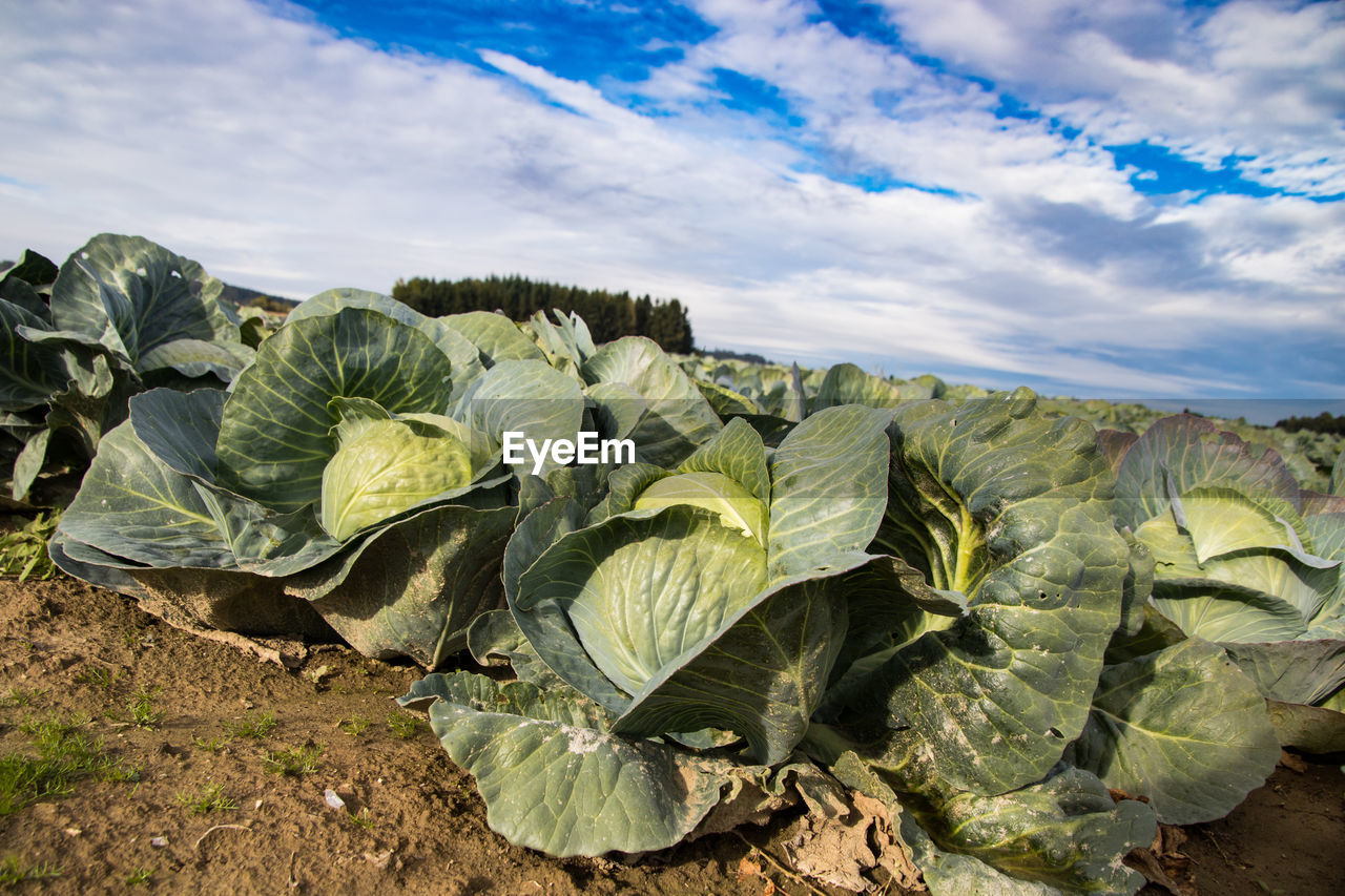 Cabbage in the field before harvest