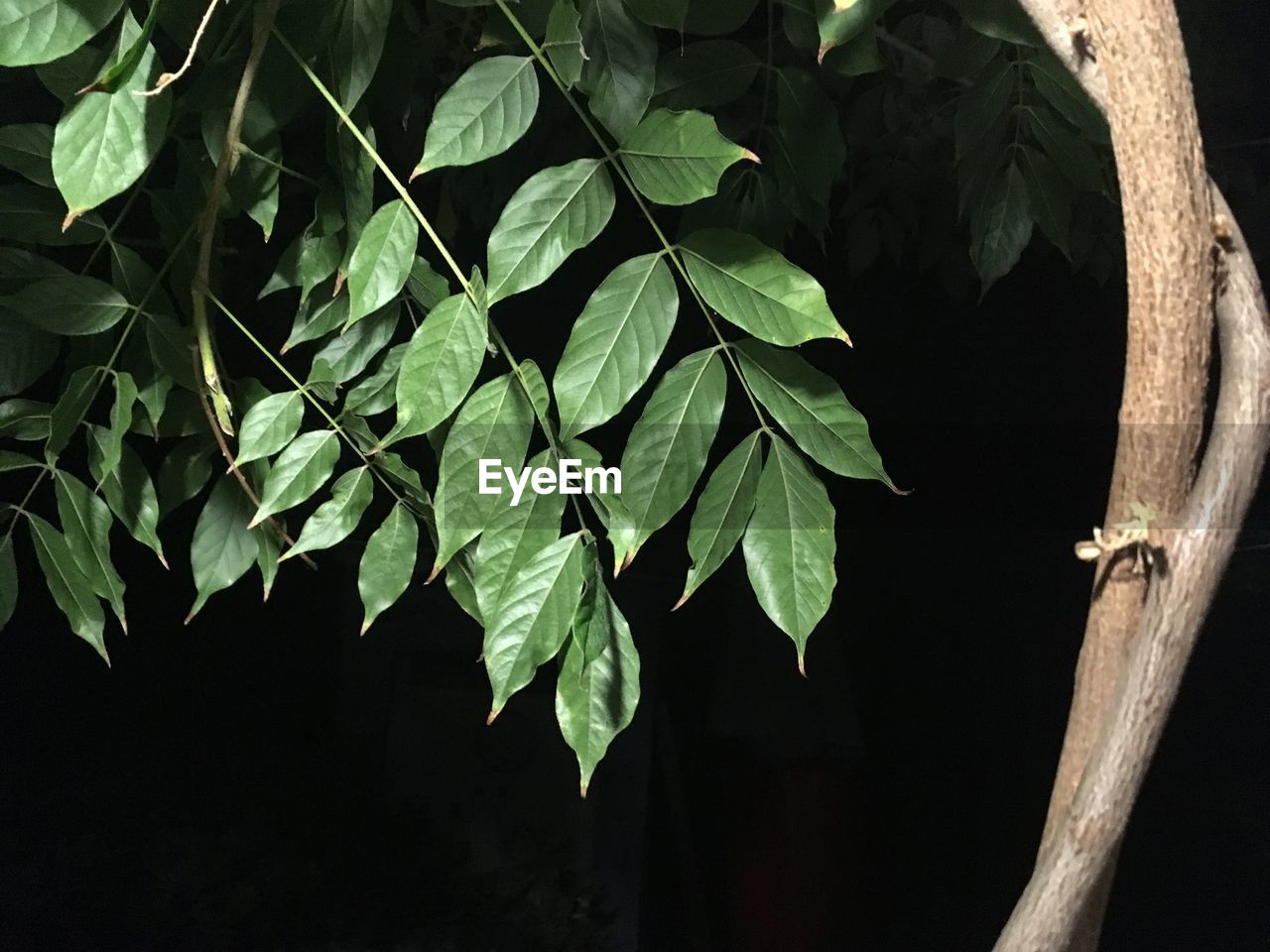 CLOSE-UP OF GREEN LEAVES ON TREE