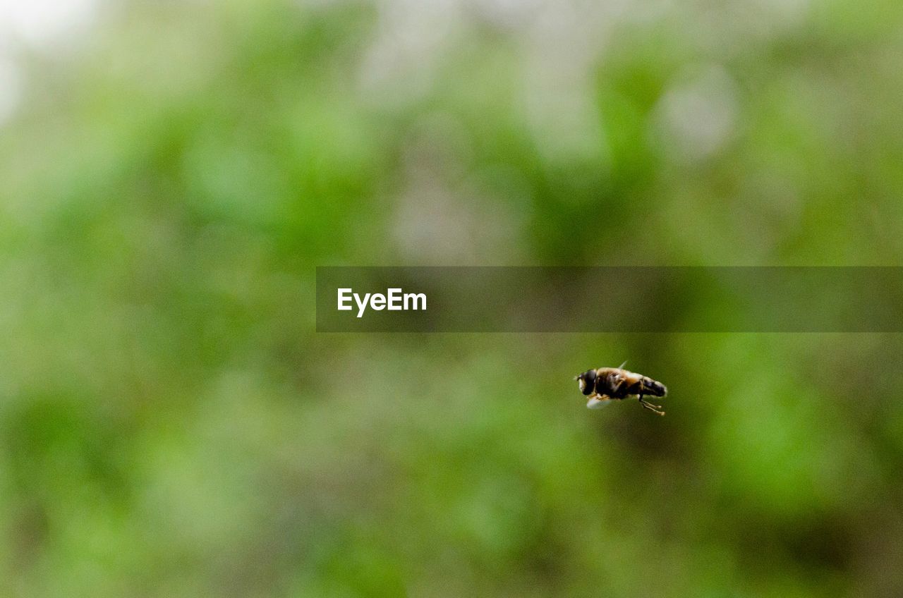 CLOSE-UP OF BEE ON OUTDOORS