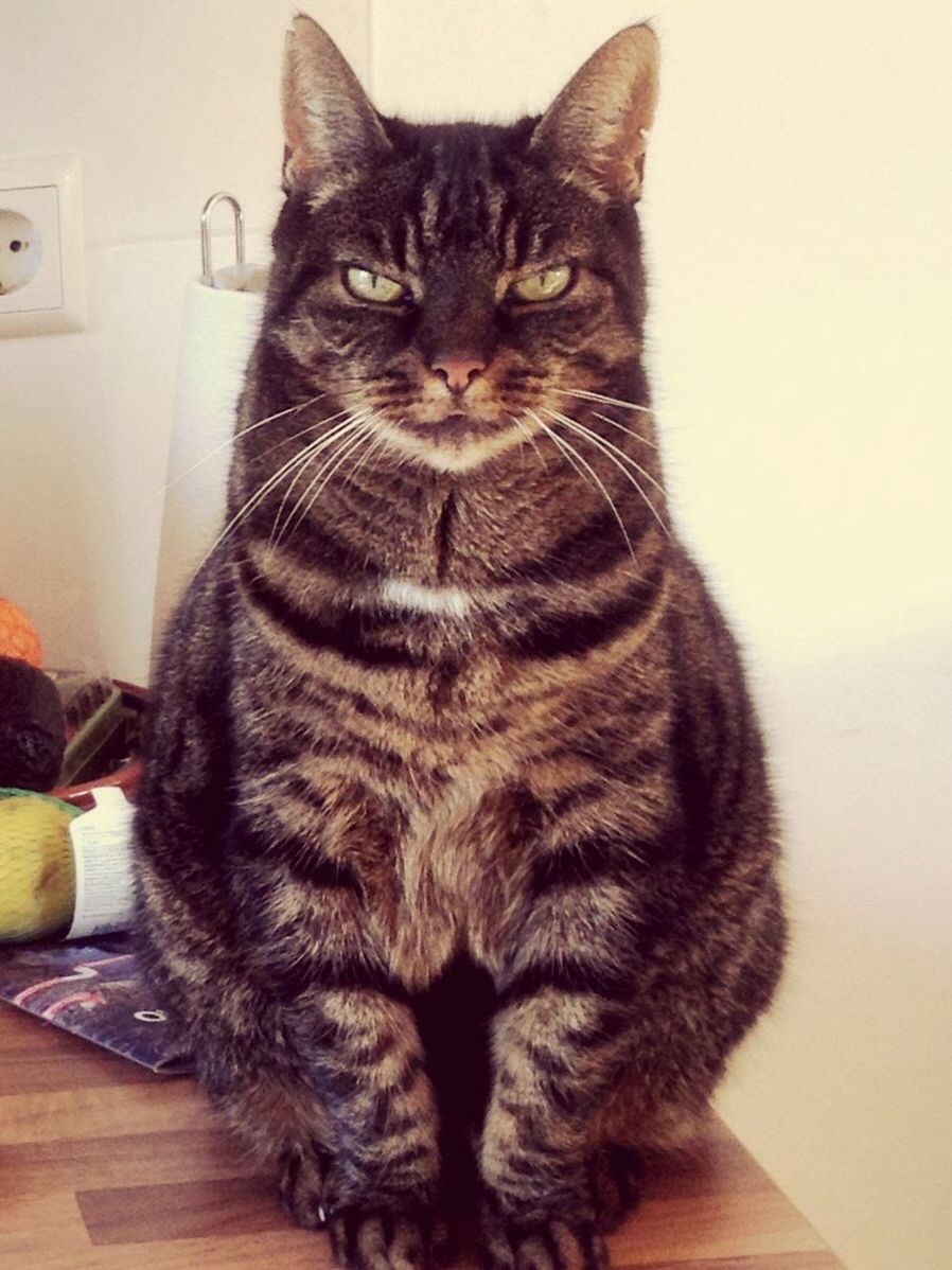 PORTRAIT OF CAT SITTING ON WALL