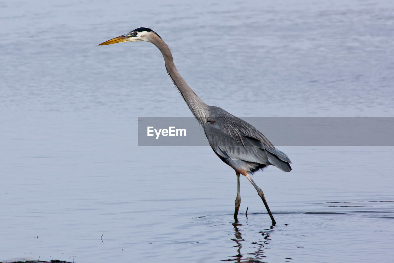 GRAY HERON ON A LAKE