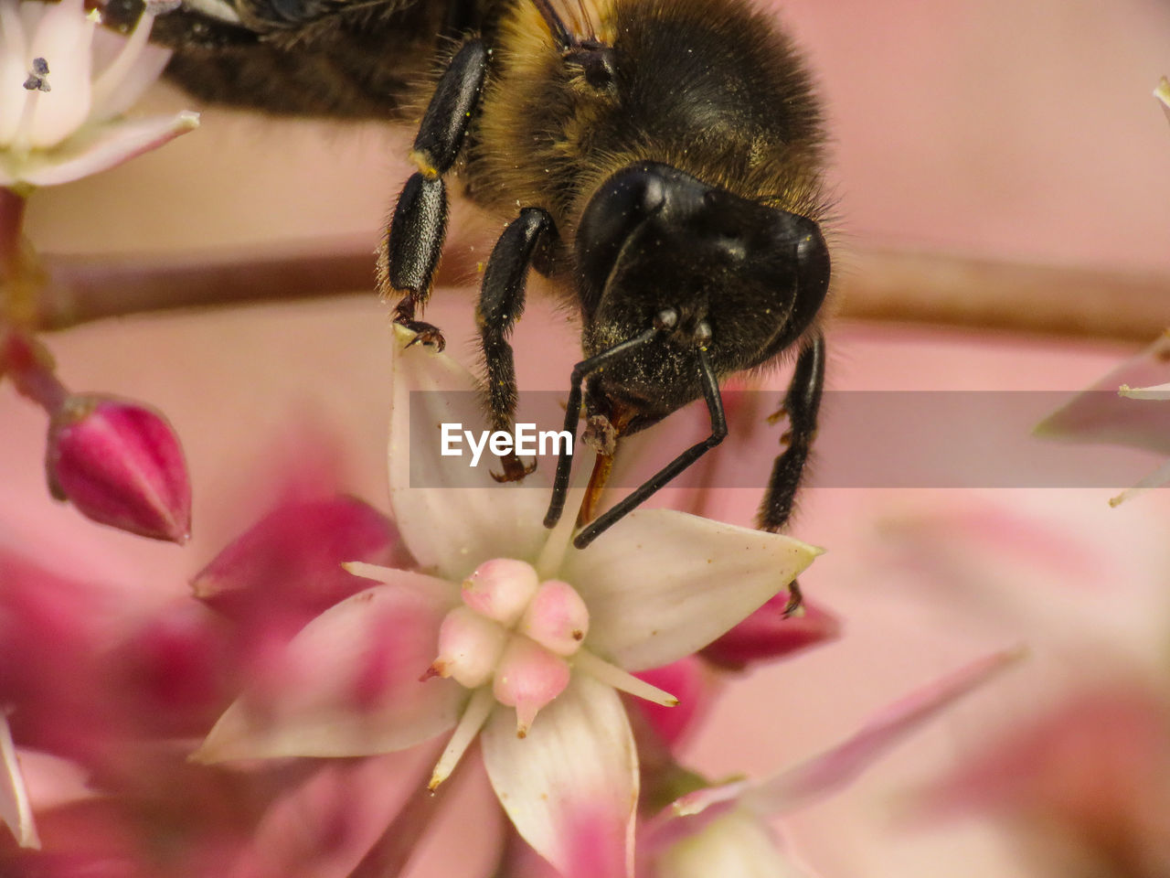 CLOSE-UP OF INSECT ON PINK FLOWER