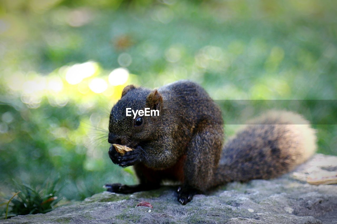 Close-up of squirrel eating peanut