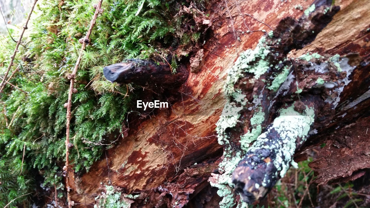 Close-up of plants growing by dead tree in forest