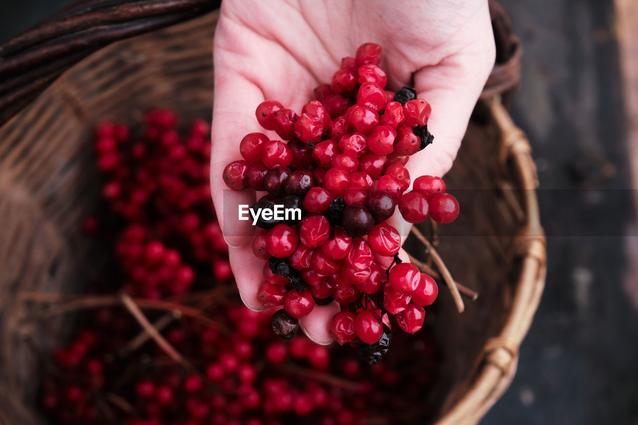 A woman in a red jacket collects red viburnum berries in a basket