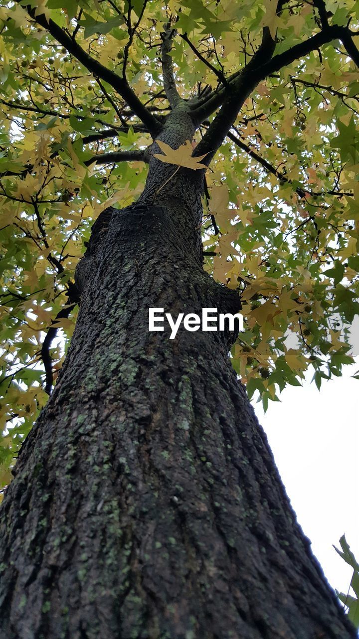 LOW ANGLE VIEW OF TREES