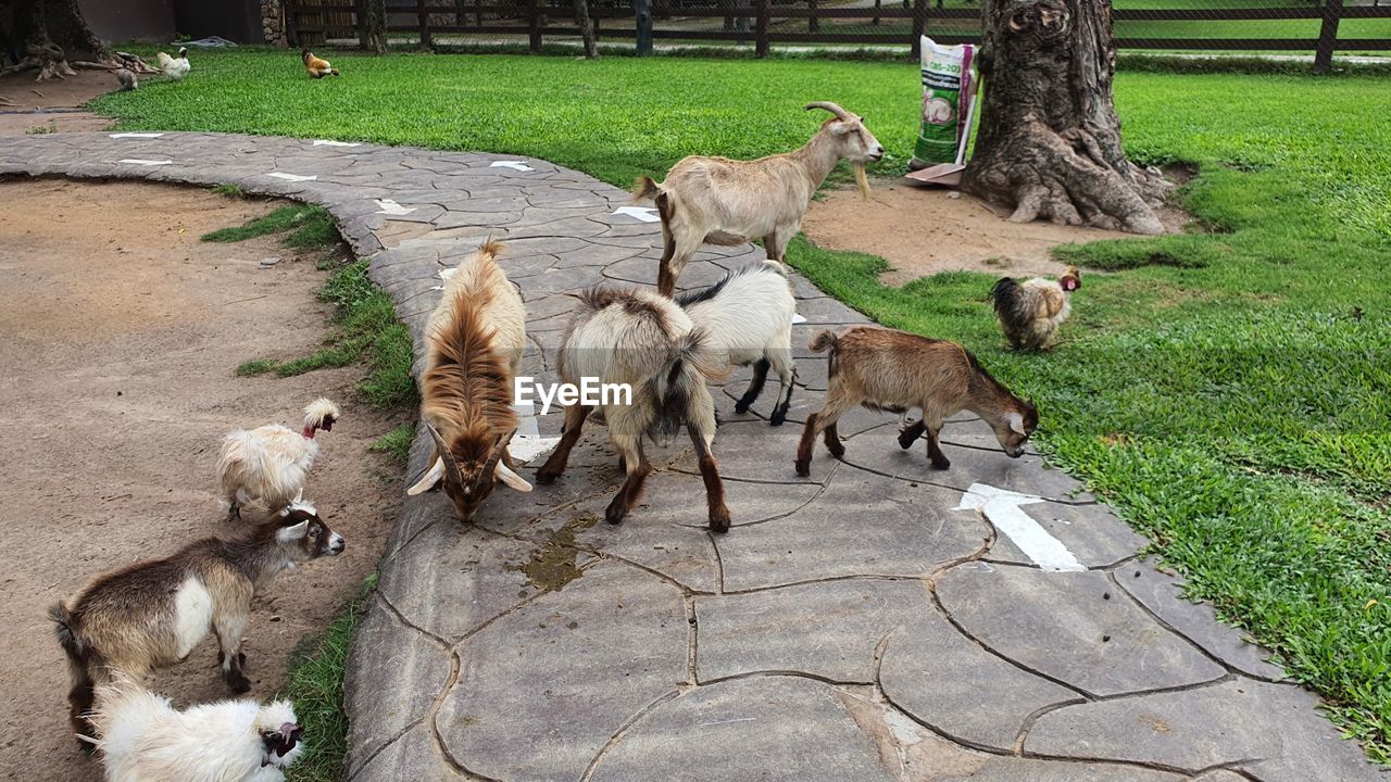 animal themes, animal, group of animals, mammal, domestic animals, plant, grass, pet, zoo, nature, livestock, no people, high angle view, day, field, animal wildlife, sheep, medium group of animals, wildlife, tree, agriculture, outdoors, dog, bird, carnivore, land