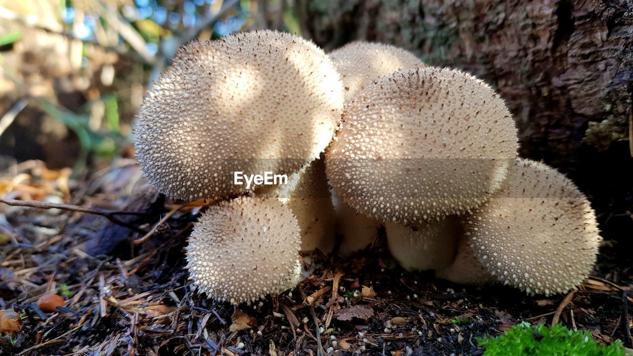 Flaschenstäubling, lycoperdon perlatum englisch common puffball