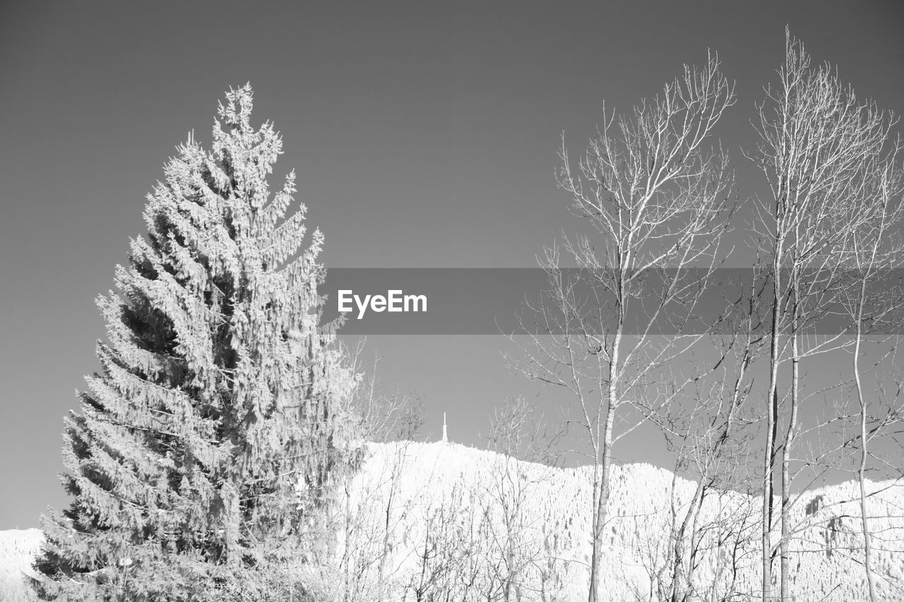 TREES ON SNOW FIELD AGAINST SKY