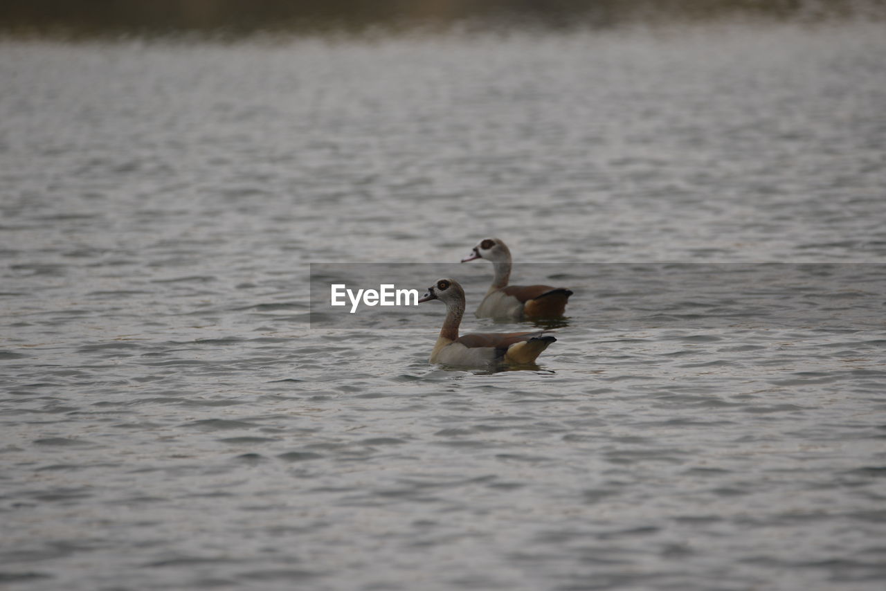 Ducks swimming in lake