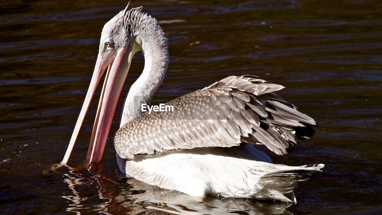 BIRD ON LAKE