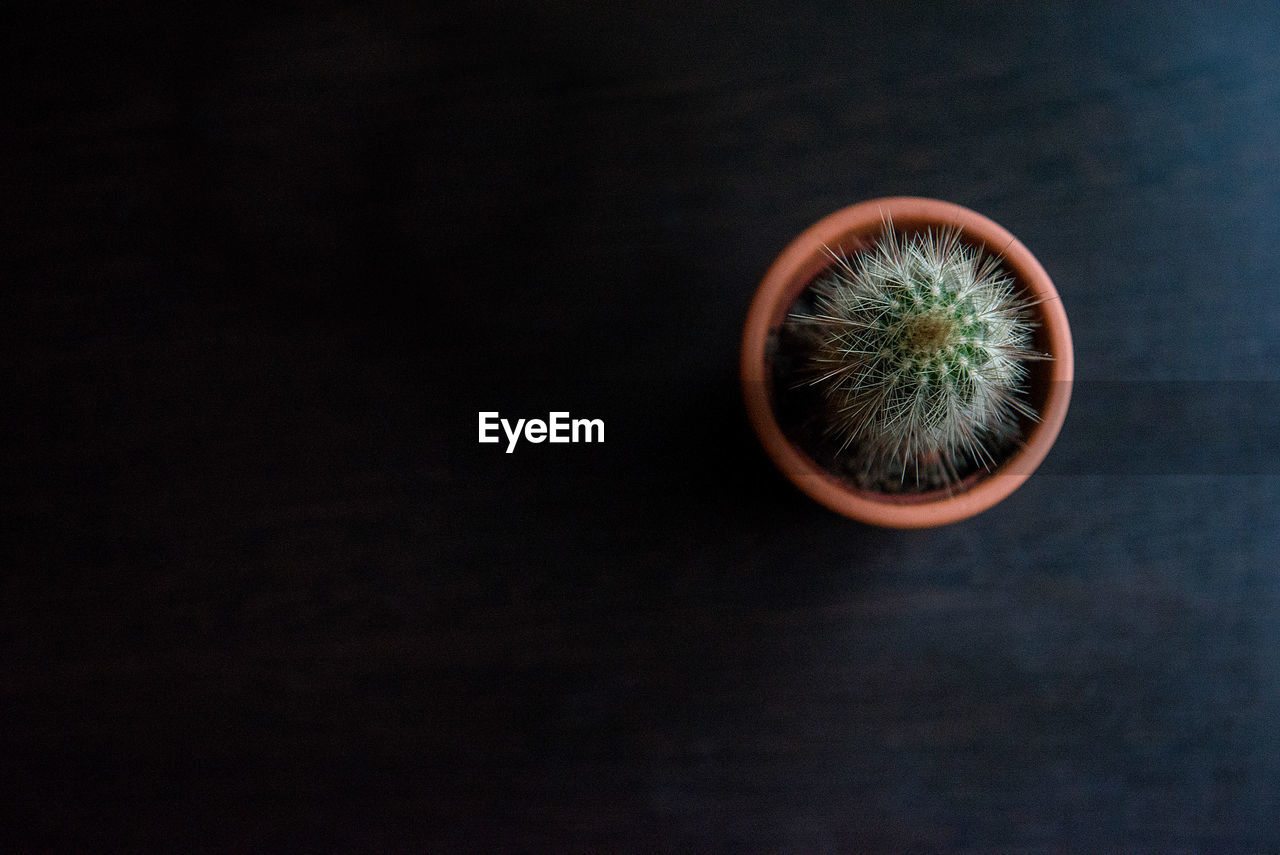 Directly above shot of potted cactus on wooden table