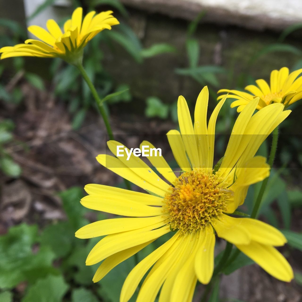 CLOSE-UP OF YELLOW FLOWER BLOOMING