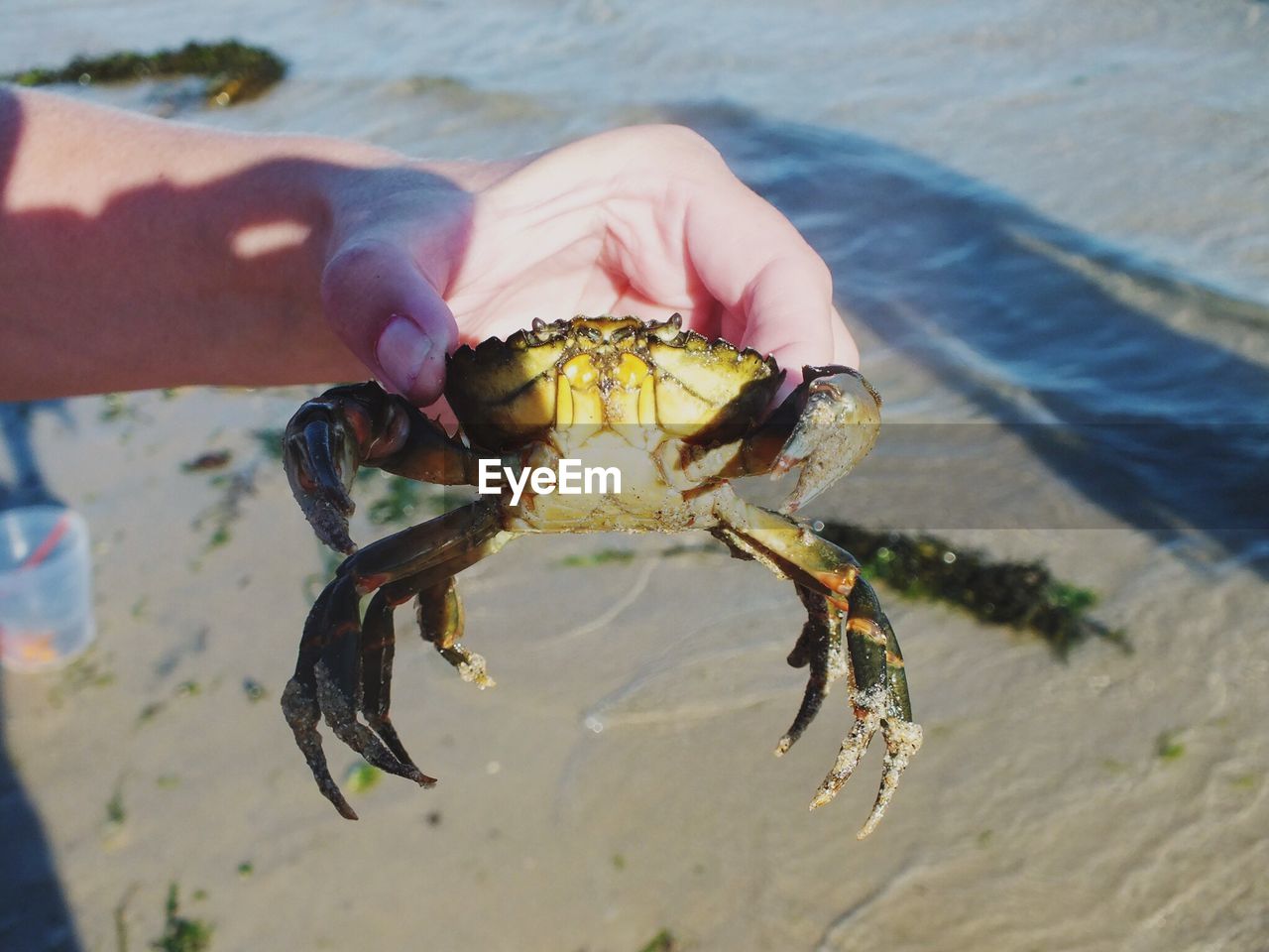 Close-up of hand holding crab at beach