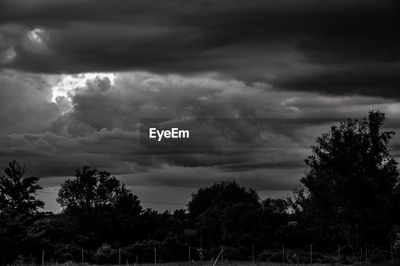 TREES AGAINST STORM CLOUDS