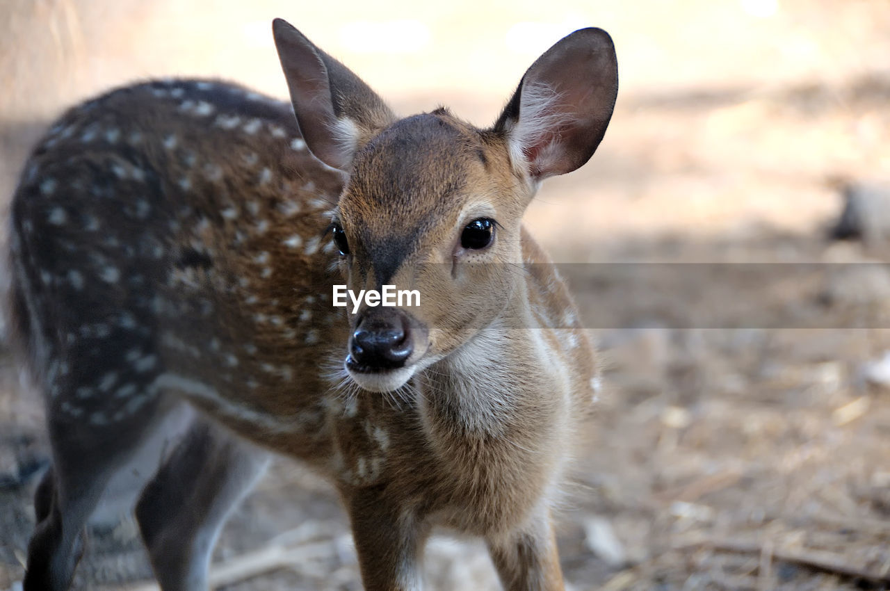 CLOSE-UP PORTRAIT OF A DEER