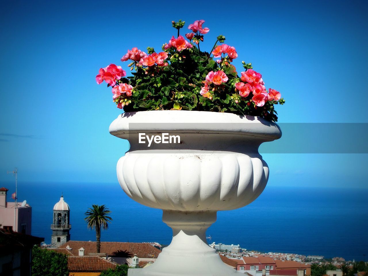 Close-up of flowers against blue sky