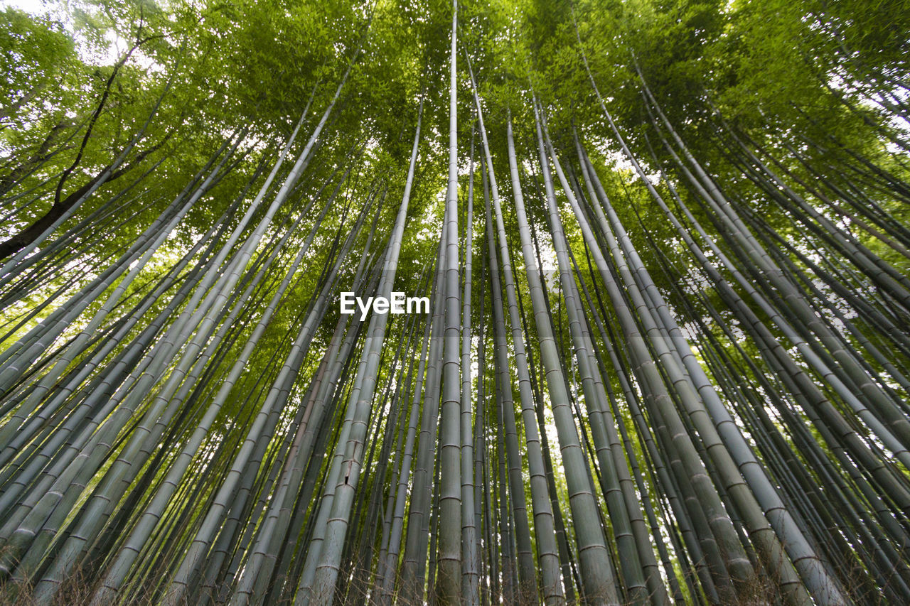 LOW ANGLE VIEW OF BAMBOO TREES