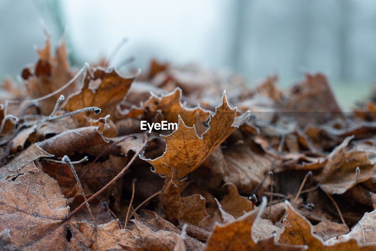 Close-up of dry leaves on field during autumn