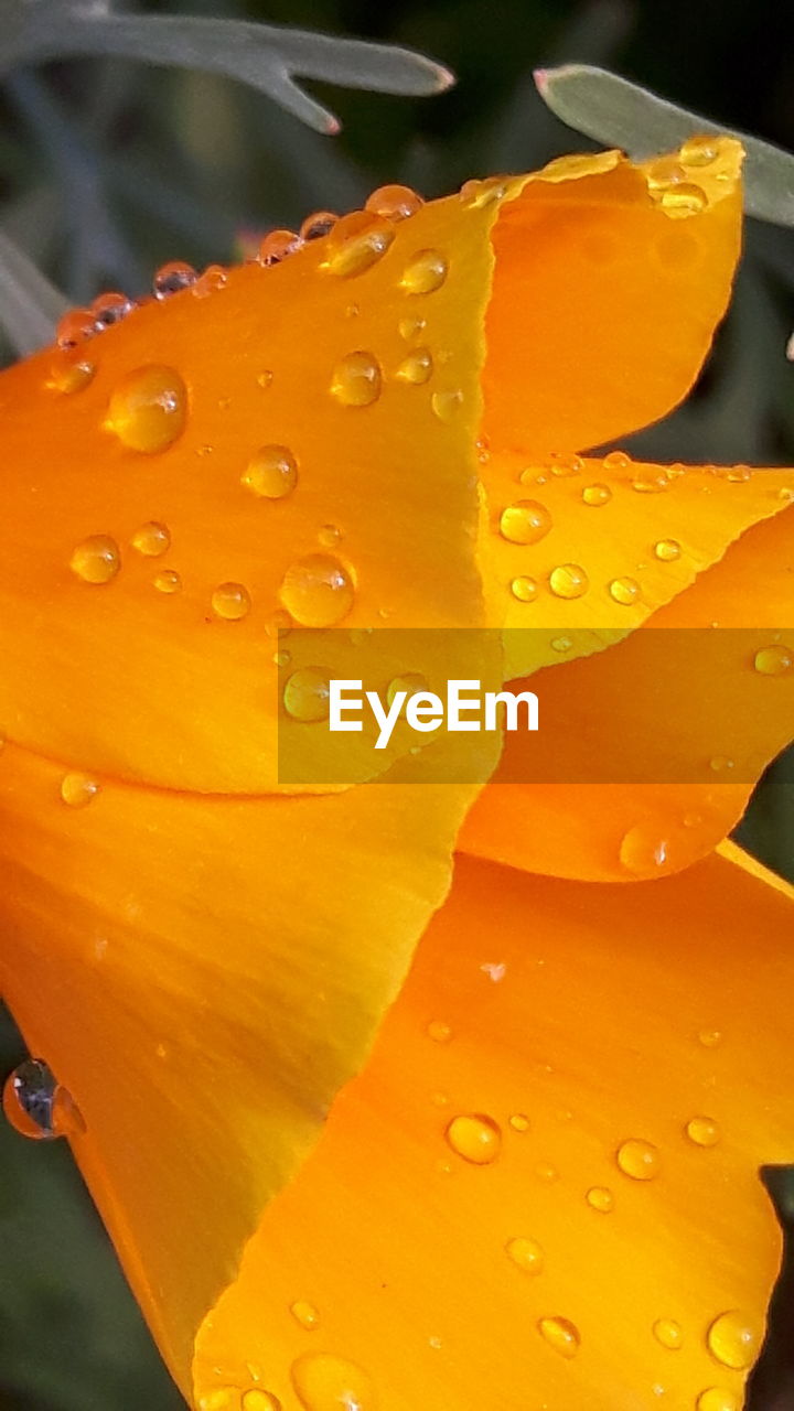 CLOSE-UP OF WET WATER DROPS