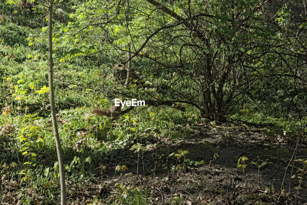 SIDE VIEW OF BIRD ON LAND