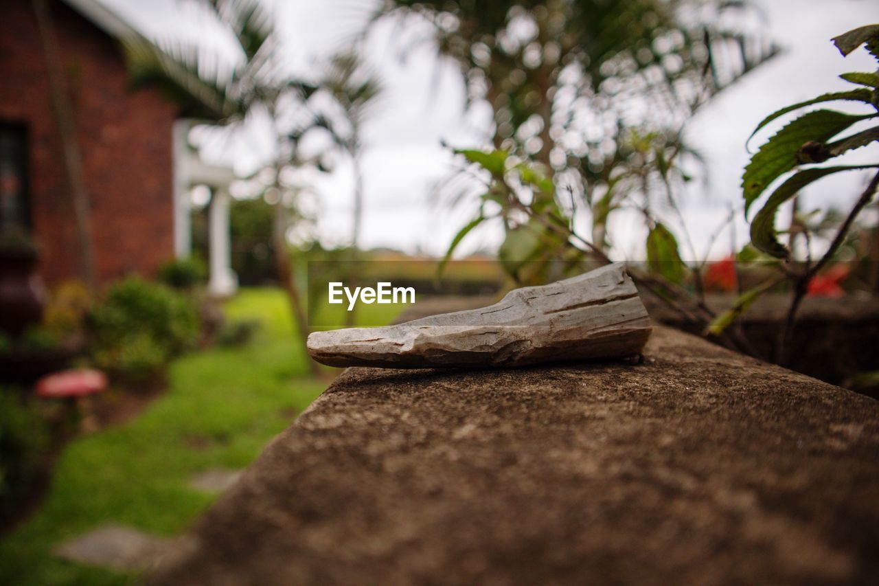 Close-up of wood on rock