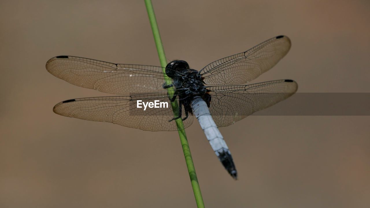 CLOSE-UP OF A DRAGONFLY