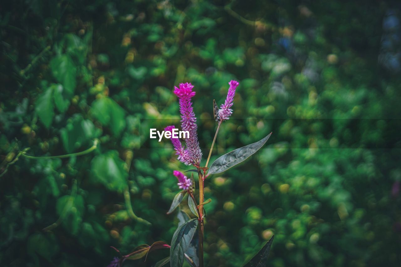 Close-up of purple flowering plant